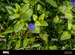Attēlu rezultāti vaicājumam “Caryophyllaceae”