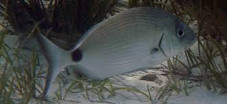 Image result for Diplodus ascensionis