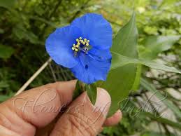 Attēlu rezultāti vaicājumam “Commelina coelestis flower”