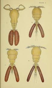 Attēlu rezultāti vaicājumam “Copepoda”