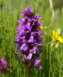 Attēlu rezultāti vaicājumam “Dactylorhiza majalis subsp. baltica”