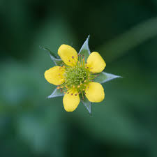 Attēlu rezultāti vaicājumam “Potentilla norvegica flower”