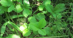 Attēlu rezultāti vaicājumam “Fragaria vesca leaf”