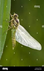 Attēlu rezultāti vaicājumam “Libellula quadrimaculata larva”