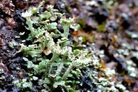 Attēlu rezultāti vaicājumam “Cladonia”