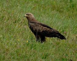 Attēlu rezultāti vaicājumam “Aquila pomarina adult”