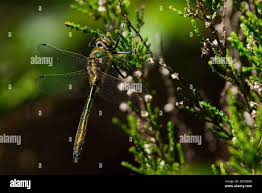 Attēlu rezultāti vaicājumam “Cordulia aenea”