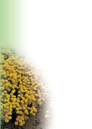 Image result for Tanacetum parthenium 'Tetraweiss'