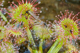 Attēlu rezultāti vaicājumam “Drosera rotundifolia leaf”