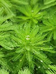 「粉綠狐尾藻」的圖片搜尋結果