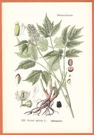 Image result for Christophskraut