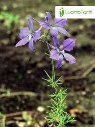 Image result for Consolida ajacis oder Consolida regalis