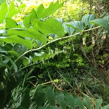 Attēlu rezultāti vaicājumam “Polygonatum multiflorum  leaf”