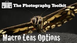 Attēlu rezultāti vaicājumam “Licea minima macro”