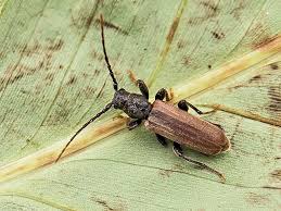 Attēlu rezultāti vaicājumam “Tetropium fuscum”