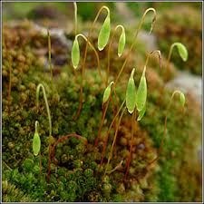 Attēlu rezultāti vaicājumam “Bryum capillare”