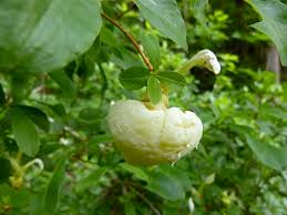 Attēlu rezultāti vaicājumam “Exobasidium splendidum”