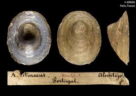 Attēlu rezultāti vaicājumam “Ancylus fluviatilis”