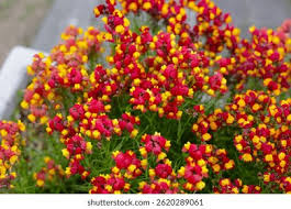 Attēlu rezultāti vaicājumam “Linaria loeselii flower”