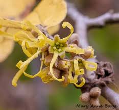 Attēlu rezultāti vaicājumam “Hamamelis virginiana bud”