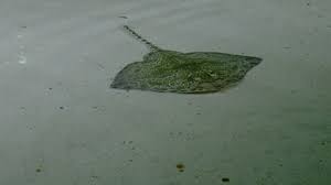 Image result for Raja asterias