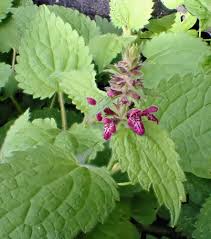 Attēlu rezultāti vaicājumam “Stachys sylvatica”