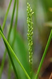 Attēlu rezultāti vaicājumam “Glyceria lithuanica”