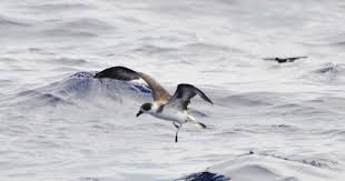 Image result for Pterodroma hasitata