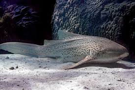 Image result for Stegostoma tigrinum