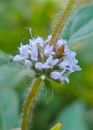 Attēlu rezultāti vaicājumam “Mentha arvensis bud”