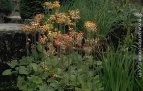 Attēlu rezultāti vaicājumam “Primula x margotae”