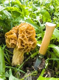 Attēlu rezultāti vaicājumam “Morchella sp.”