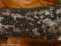 Attēlu rezultāti vaicājumam “Rosellinia desmazieri”