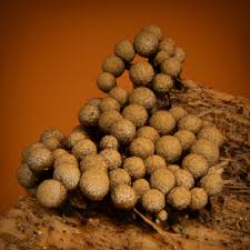 Attēlu rezultāti vaicājumam “Cribraria argillacea”