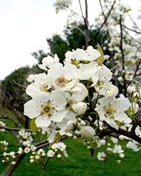 Attēlu rezultāti vaicājumam “Pyrus communis flower”