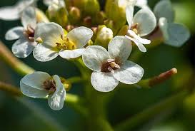 Image result for Brunnenkresse