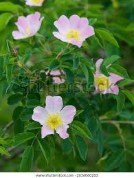 Attēlu rezultāti vaicājumam “Rosa subcanina”