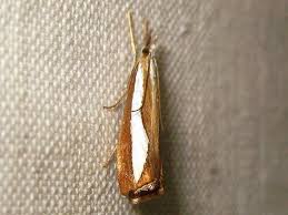 Attēlu rezultāti vaicājumam “Catoptria margaritella”