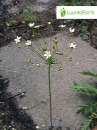 Attēlu rezultāti vaicājumam “Androsace septentrionalis fruit”