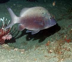 Image result for Haemulon plumierii