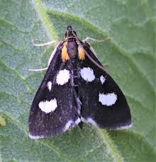 Attēlu rezultāti vaicājumam “Anania funebris”