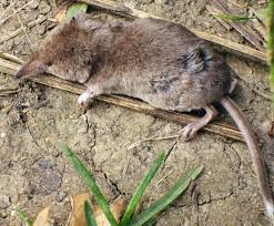 Attēlu rezultāti vaicājumam “Sorex araneus”