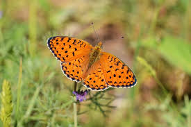 Attēlu rezultāti vaicājumam “Argynnis niobe”