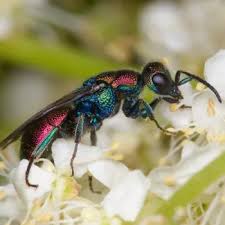 Attēlu rezultāti vaicājumam “Hedychrum sp.”