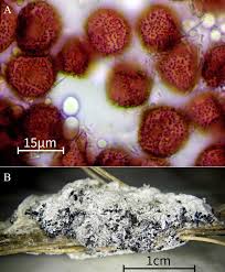 Attēlu rezultāti vaicājumam “Diderma testaceum young”