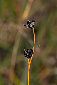 Attēlu rezultāti vaicājumam “Juncus alpinoarticulatus”