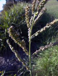 Attēlu rezultāti vaicājumam “Echinochloa crus-galli”