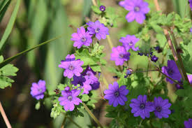 Attēlu rezultāti vaicājumam “Geranium pyrenaicum flower”