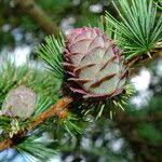 Attēlu rezultāti vaicājumam “Larix kaempferi fruit”