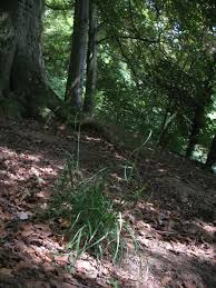 Attēlu rezultāti vaicājumam “Dactylis polygama”